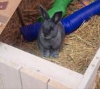 Jong Konijn 3 maand oud, Dieren en Toebehoren, Konijnen, Mannelijk