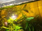 Betta Mahachaiensis, Dieren en Toebehoren, Vis