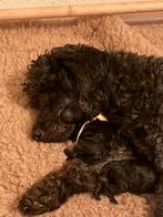 Zwarte Dwergpoedel Pups, Dieren en Toebehoren, Poedel, Rabiës (hondsdolheid), 8 tot 15 weken, Meerdere