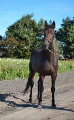 Lieve sociale 7 jr.ruin, Dieren en Toebehoren, Paarden, Ruin, 165 tot 170 cm, Recreatiepaard, 7 tot 10 jaar