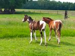 2 prachtige merrie veulens van april 2025, Dieren en Toebehoren, Pony's, Niet van toepassing, 0 tot 2 jaar, Gechipt, Recreatiepony