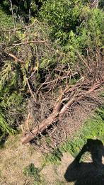 Haardhout gratis af te halen, Tuin en Terras, Haardhout, Ophalen of Verzenden