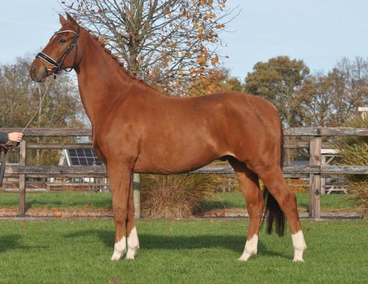 15 jarige brave ruin V Vivaldi, Dieren en Toebehoren, Paarden, Ruin, M, 160 tot 165 cm, 11 jaar of ouder, Dressuurpaard, Gechipt