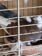 Mooie gezonde turkse takla's, Dieren en Toebehoren, Vogels | Duiven, Meerdere dieren