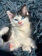 Noorse Boskat kittens, Meerdere dieren, Ontwormd, 0 tot 2 jaar