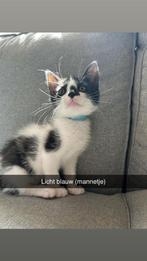Kittens