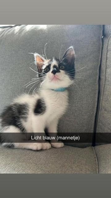 Kittens beschikbaar voor biedingen