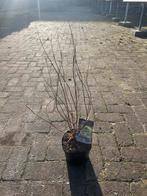 Caryopteris - Baardbloem voor een kleurrijke tuin, Volle zon, Vaste plant, Herfst, Ophalen