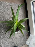 Volle aloë vera plant, Ophalen of Verzenden, Overige soorten, Minder dan 100 cm