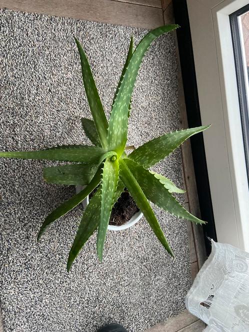 Volle aloë vera plant, Huis en Inrichting, Kamerplanten, Overige soorten, Minder dan 100 cm, Ophalen of Verzenden