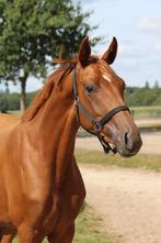 Fijne 2 jarige dressuurmerrie, Dieren en Toebehoren, Paarden, Merrie, Minder dan 160 cm, Dressuurpaard, 0 tot 2 jaar