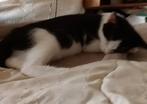 Kittens te koop Europese Korthaar, lapjespoes grijze syprisc, Dieren en Toebehoren, Katten en Kittens | Overige Katten, Meerdere dieren