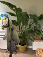 Strelitzia Nicolai, Huis en Inrichting, Kamerplanten, Ophalen, Volle zon, 150 tot 200 cm