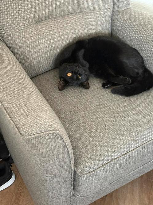 GRATIS RASKAT VANDAAG OF MORGEN OPHALEN, Dieren en Toebehoren, Katten en Kittens | Raskatten | Korthaar, Kater, 0 tot 2 jaar