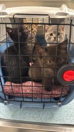 Britse kort haar kittens, Meerdere dieren, Ontwormd, 0 tot 2 jaar
