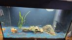 Aquarium Jewel Rio 125 (80X50X35), Dieren en Toebehoren, Vissen | Aquaria en Toebehoren, Gebruikt, Ophalen, Gevuld zoetwateraquarium