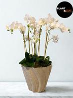 Dary Pot Grey met Kunst Orchideeën en Kunstmos – 92 cm, Verzenden, Nieuw