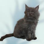 Maine coon kittens met stamboom - kleur: Blue, Dieren en Toebehoren, Meerdere dieren, Gechipt, 0 tot 2 jaar
