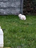 Franse hangoor, Dieren en Toebehoren, Konijnen, Mannelijk, Groot, Hangoor, 0 tot 2 jaar