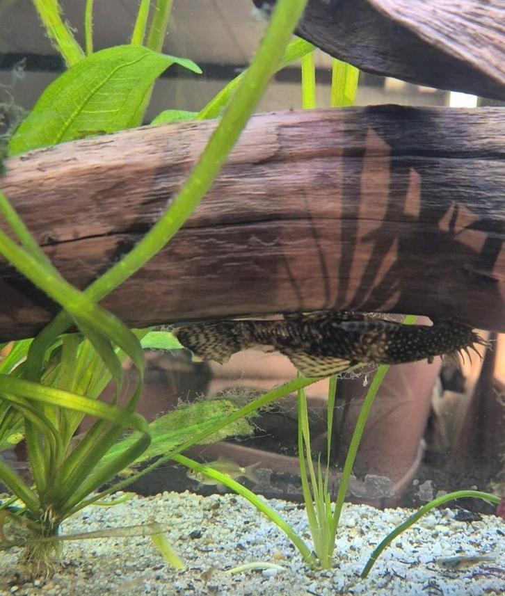 Koppel Ancistrus / borstelneus, ook los man/vrouw 7-10cm, Dieren en Toebehoren, Vissen | Aquariumvissen