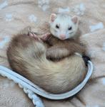 Goed huisje gezocht voor micro fret inclusief toebehoren, Dieren en Toebehoren, Mannelijk, Juli, Overige typen, Tam