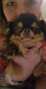 Chihuahua te koop met FCI stamboom, Dieren en Toebehoren, Honden | Chihuahua's en Gezelschapshonden, Rabiës (hondsdolheid), 15 weken tot 1 jaar