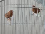 Zilverbekjes p.koppel 15.00 of trio 17.50 zie beschrijving, Dieren en Toebehoren, Meerdere dieren