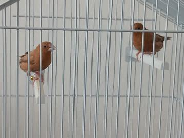 Zilverbekjes p.koppel 15.00 of trio 17.50 zie beschrijving  beschikbaar voor biedingen