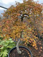 Japanse Acer Palmatum Ryusen - 25 jaar oud!, Tuin en Terras, Planten | Bomen, Lente, 100 tot 250 cm, Ophalen, In pot