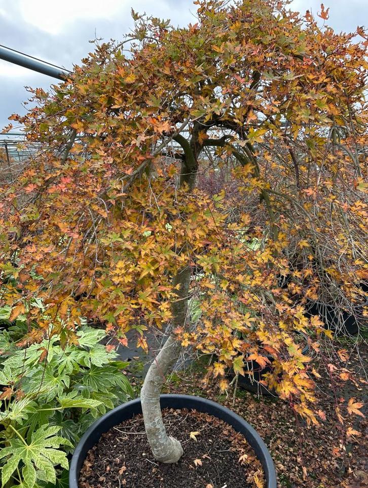 Japanse Acer Palmatum Ryusen - 25 jaar oud!, Tuin en Terras, Planten | Bomen, Treurboom, 100 tot 250 cm, Halfschaduw, Lente, In pot