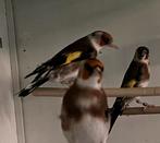 Kleine putters Anatolia ( parva ), Dieren en Toebehoren, Meerdere dieren, Wildzangvogel, Geringd