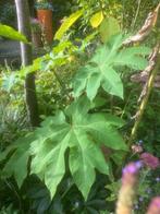 tetrapax rijstpapier plant, Tuin en Terras, Planten | Tuinplanten, Volle zon, Vaste plant, Zomer, Ophalen