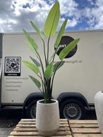 Kunst Strelitzia Nicolai in pot Harrith beige, Verzenden, Overige soorten, Volle zon