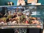 Terrarium 100x50x50, Dieren en Toebehoren, Knaagdieren en Konijnen | Hokken en Kooien, Kooi, Gebruikt, 75 tot 110 cm, Ophalen