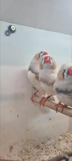 Te koop 4 mannen masker zwartoogen split charcoal, Dieren en Toebehoren, Vogels | Overige Vogels, Mannelijk