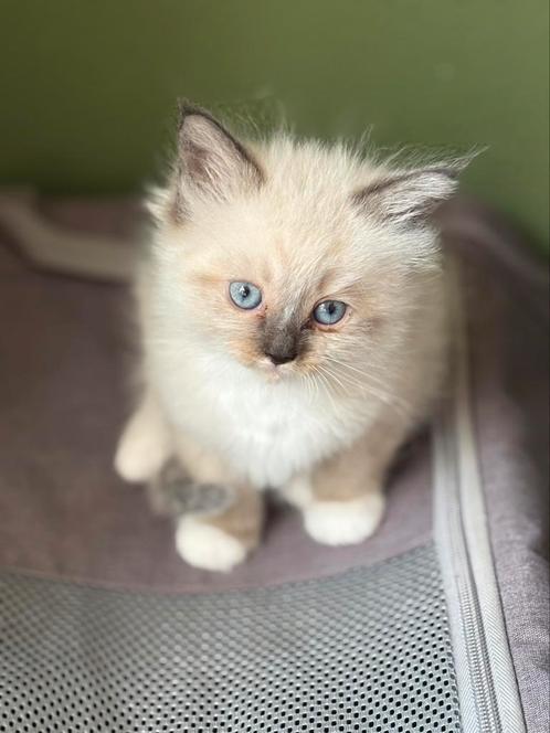 Ragdoll kittens, Dieren en Toebehoren, Katten en Kittens | Raskatten | Langhaar, Meerdere dieren, 0 tot 2 jaar, Gechipt, Ontwormd