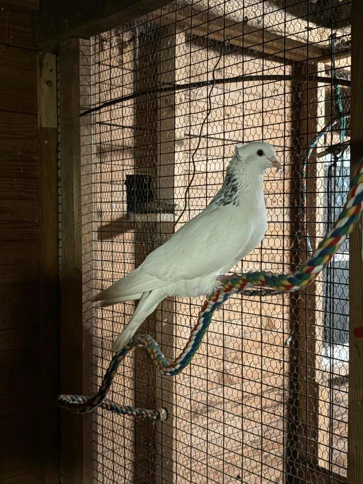 Witte duif met kuifje, Dieren en Toebehoren, Vogels | Duiven, Overige soorten, Mannelijk