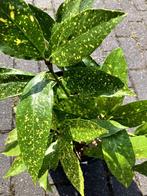 Aucuba japonica (broodboom) - diverse maten, Ophalen, Overige soorten, Halfschaduw