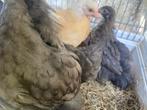 Orpington groot kuikens ongesext, Meerdere dieren, Kip