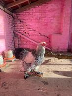 Grote Brahma haan, Dieren en Toebehoren, Pluimvee, Mannelijk, Kip