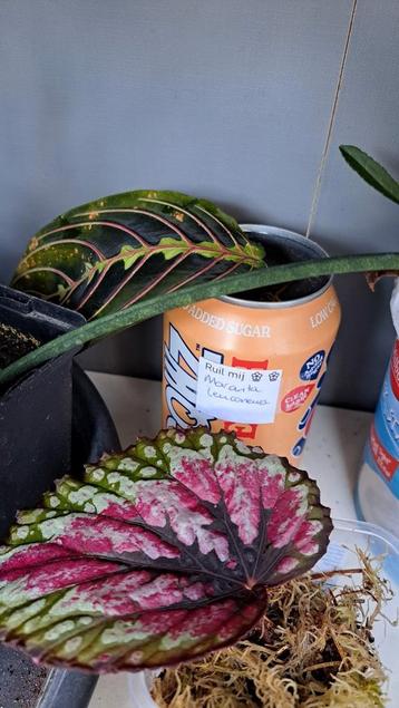 Marantha leuconeura  beschikbaar voor biedingen