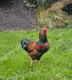 Gratis ! Mooie Wyandotte haan met gekleurd verenkleed 2025, Dieren en Toebehoren, Pluimvee, Mannelijk, Kip