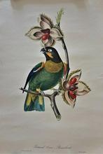 12 OUDE KLEUREN LITHO'S VAN JEAN-THEODORE DESCOURTLZ VOGELS, Ophalen of Verzenden