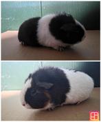 US teddy zeug, Dieren en Toebehoren, Knaagdieren, Cavia, April, Vrouwelijk, Tam