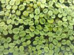 Salvinia natans drijfplantjes, Dieren en Toebehoren, Vissen | Aquaria en Toebehoren, Ophalen, Zo goed als nieuw