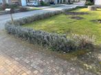 Lavendel struik / haag, Ophalen, Overige soorten, Struik, Minder dan 100 cm