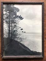 Oude Foto met Lijst - Boom aan Zee, Antiek en Kunst, Ophalen of Verzenden