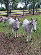 2 lieve ezels, Dieren en Toebehoren, Januari, Meerdere dieren