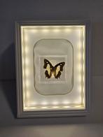 Vlinder in lijst, Ophalen of Verzenden, Overige typen