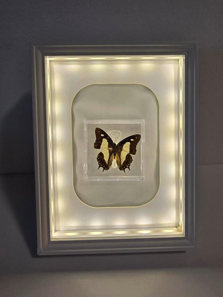 Vlinder in lijst, Verzamelen, Mineralen en Fossielen, Overige typen, Ophalen of Verzenden